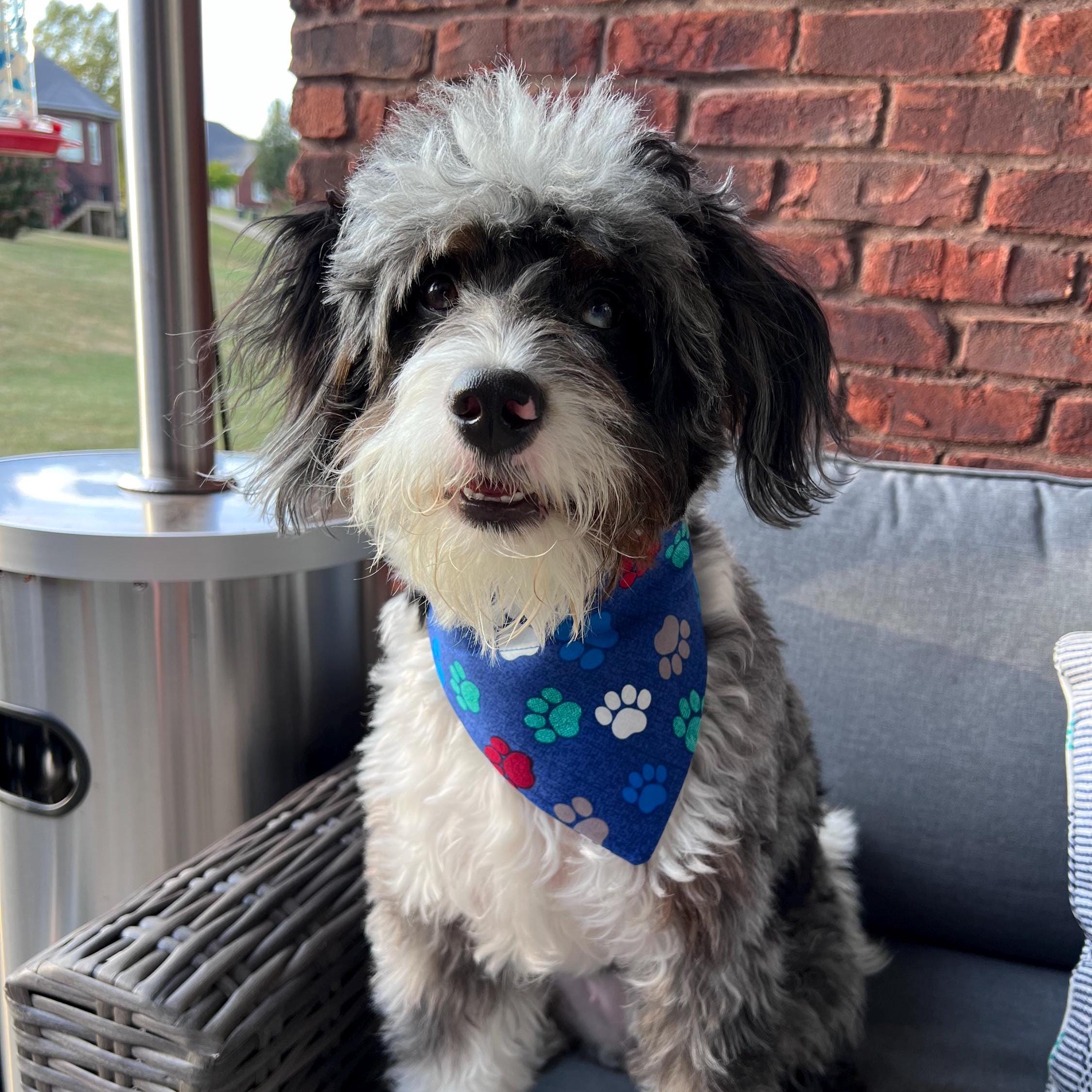 Paw Print Dog Bandana Over the Collar (collar not included) Blue Multi-Color