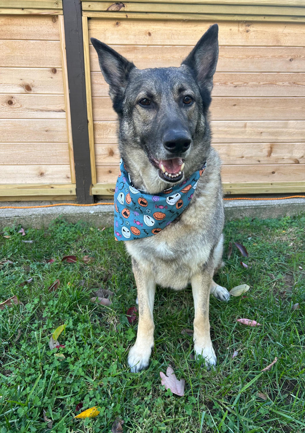 Jack Skellington Scrunchie Dog Bandana: Reversible Halloween Nightmare