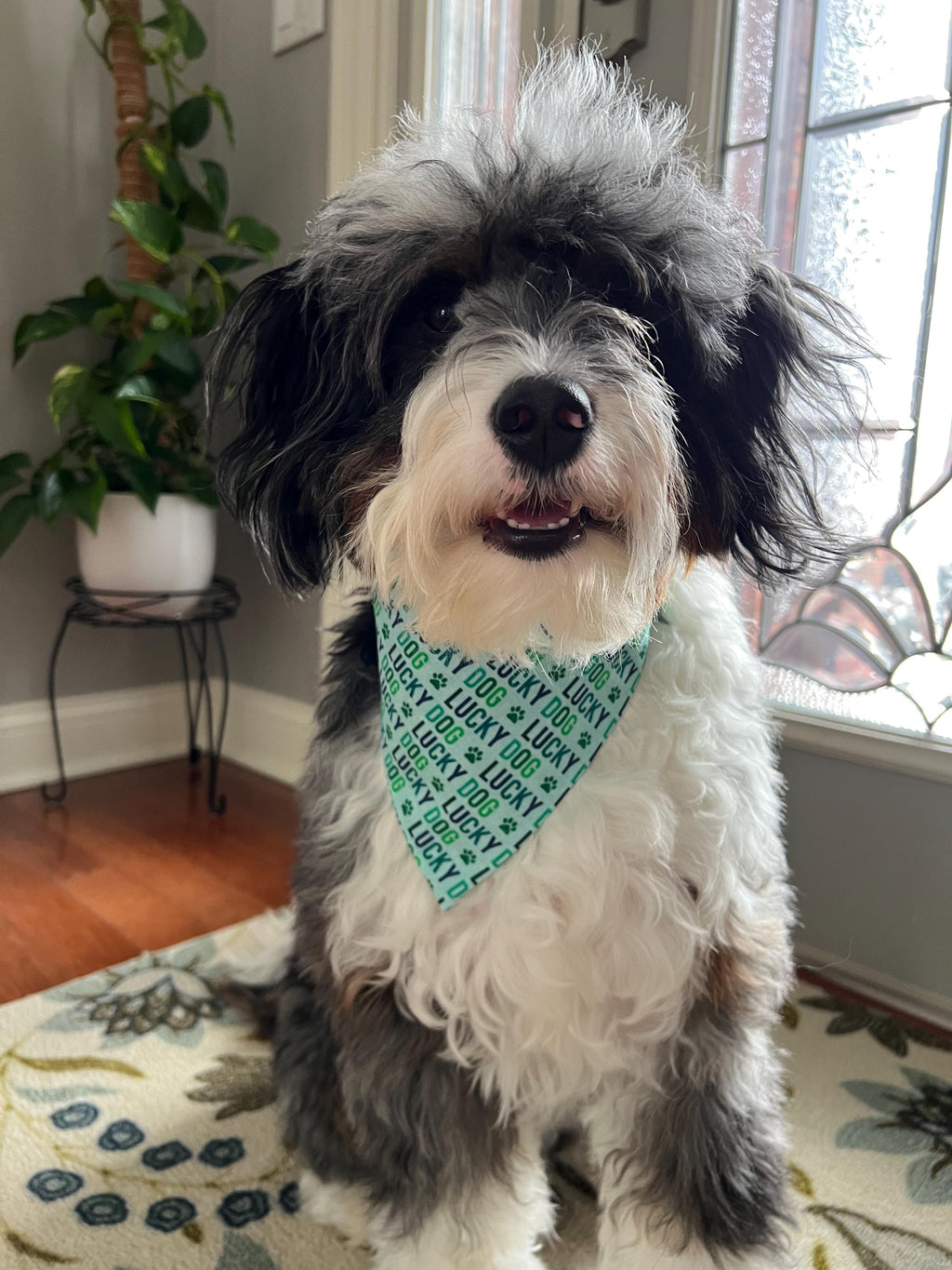 St Patrick's Dog Bandana: Lucky Dog Paw Print Scrunchie & Over the Collar