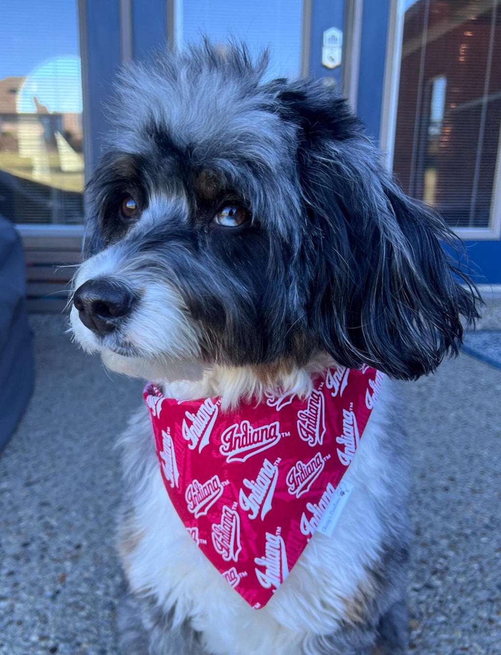 Indiana Dog Bandana; Scrunchie, Red White