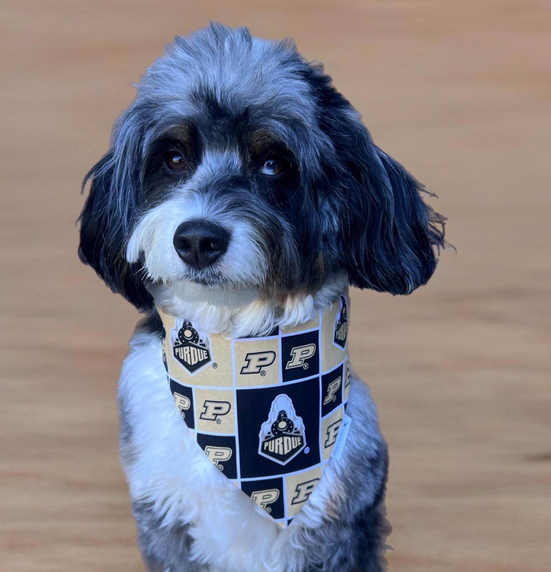 Boilermaker Dog Bandana; Scrunchie, Black and Gold; Reversible