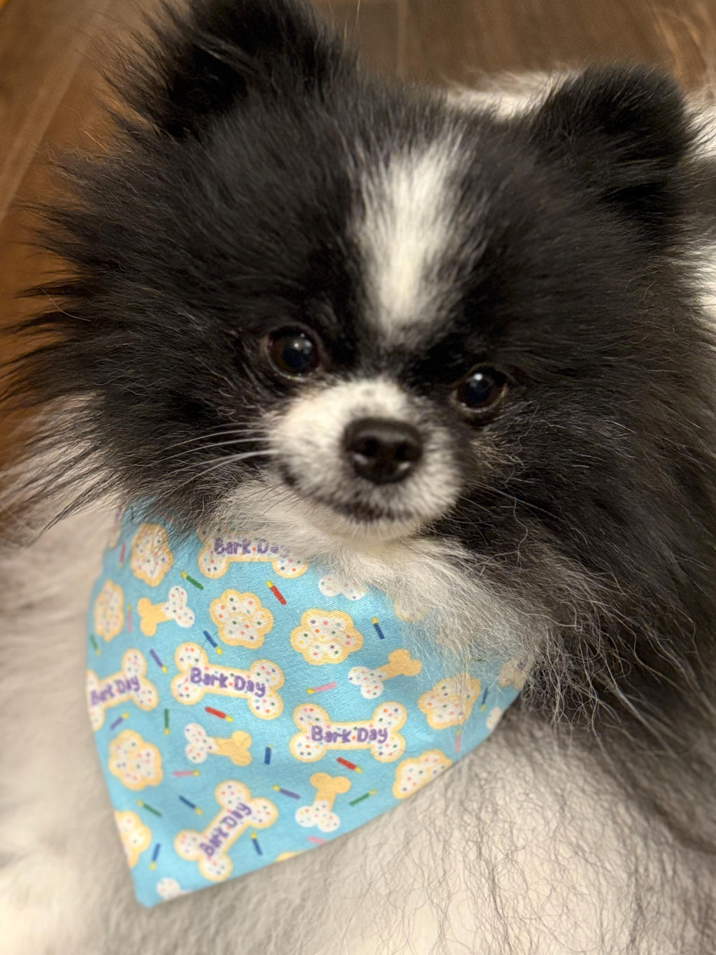 Birthday Dog Bandana: Aqua Blue Sprinkle Cookie, Bones, Candles, Over the Collar & Scrunchie