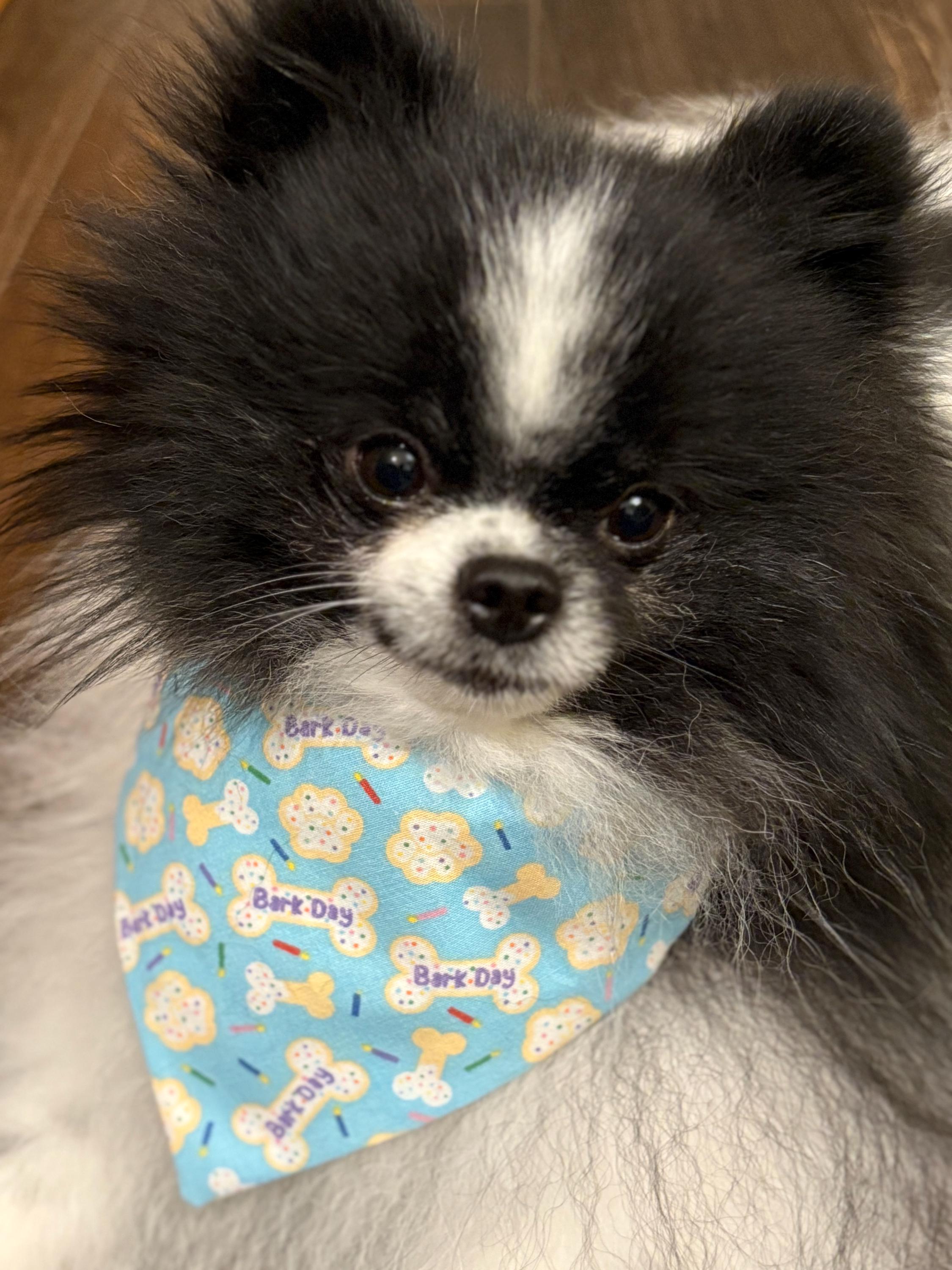 Birthday Dog Bandana: Aqua Blue Sprinkle Cookie, Bones, Candles, Over the Collar & Scrunchie