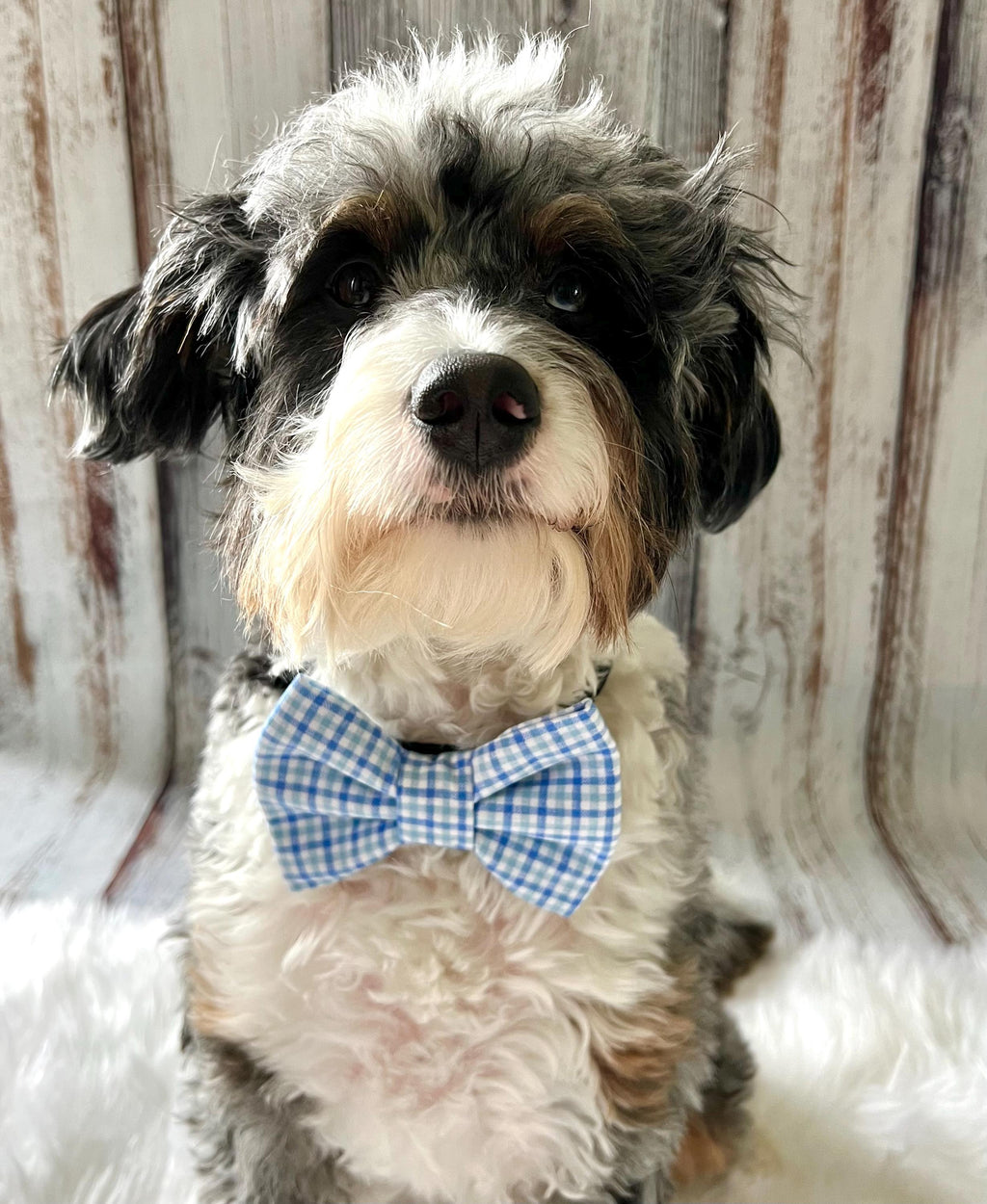 Plaid Baby Blue and White Dog Bow Tie Over the Collar Father's Day, Special Occassion