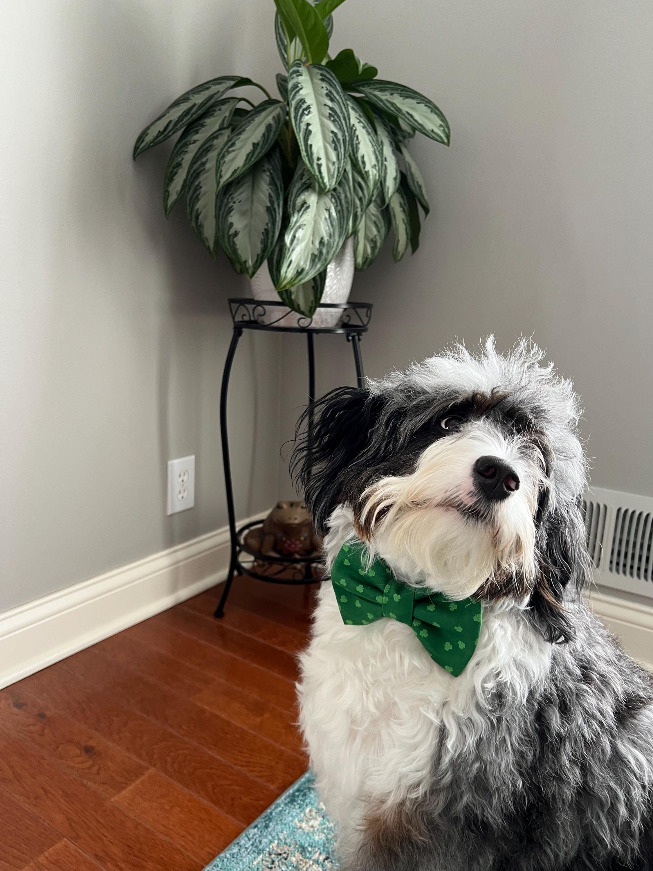 St. Patrick Green Four Leaf Clover Over the Collar Bow Tie