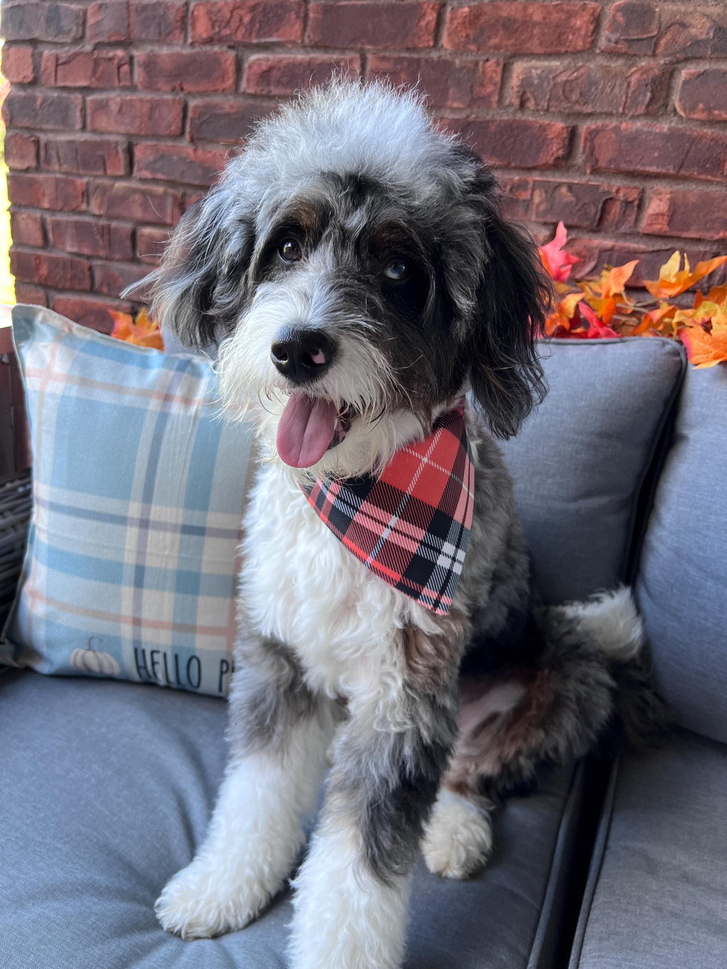 Plaid Fall Dog Bandana: Orange, Black Tartan Over the Collar