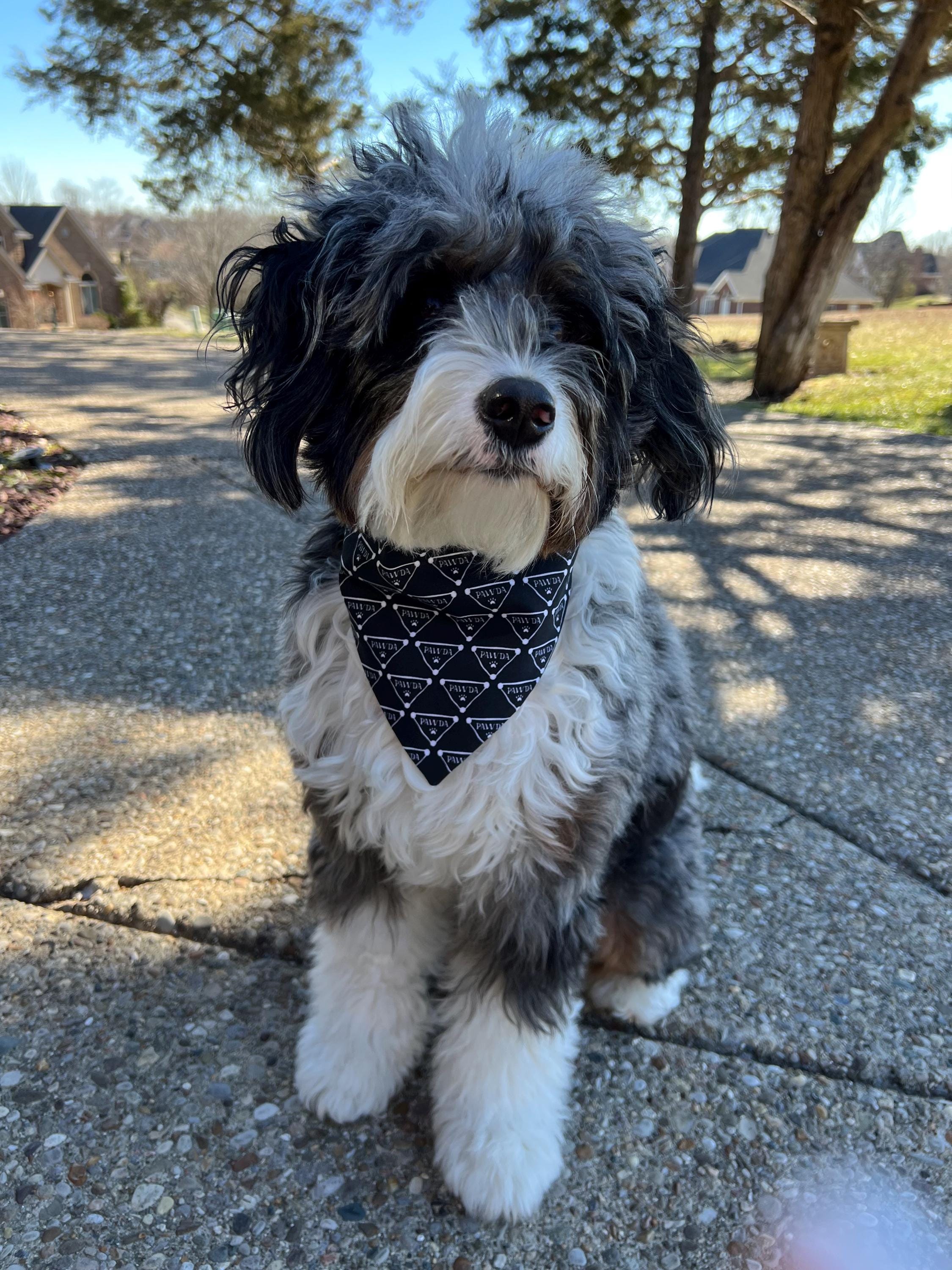 Luxe Couture Pawda Dog Bandana: Over the Collar, Scrunchie, Bow Tie Black White Paw (Copy)