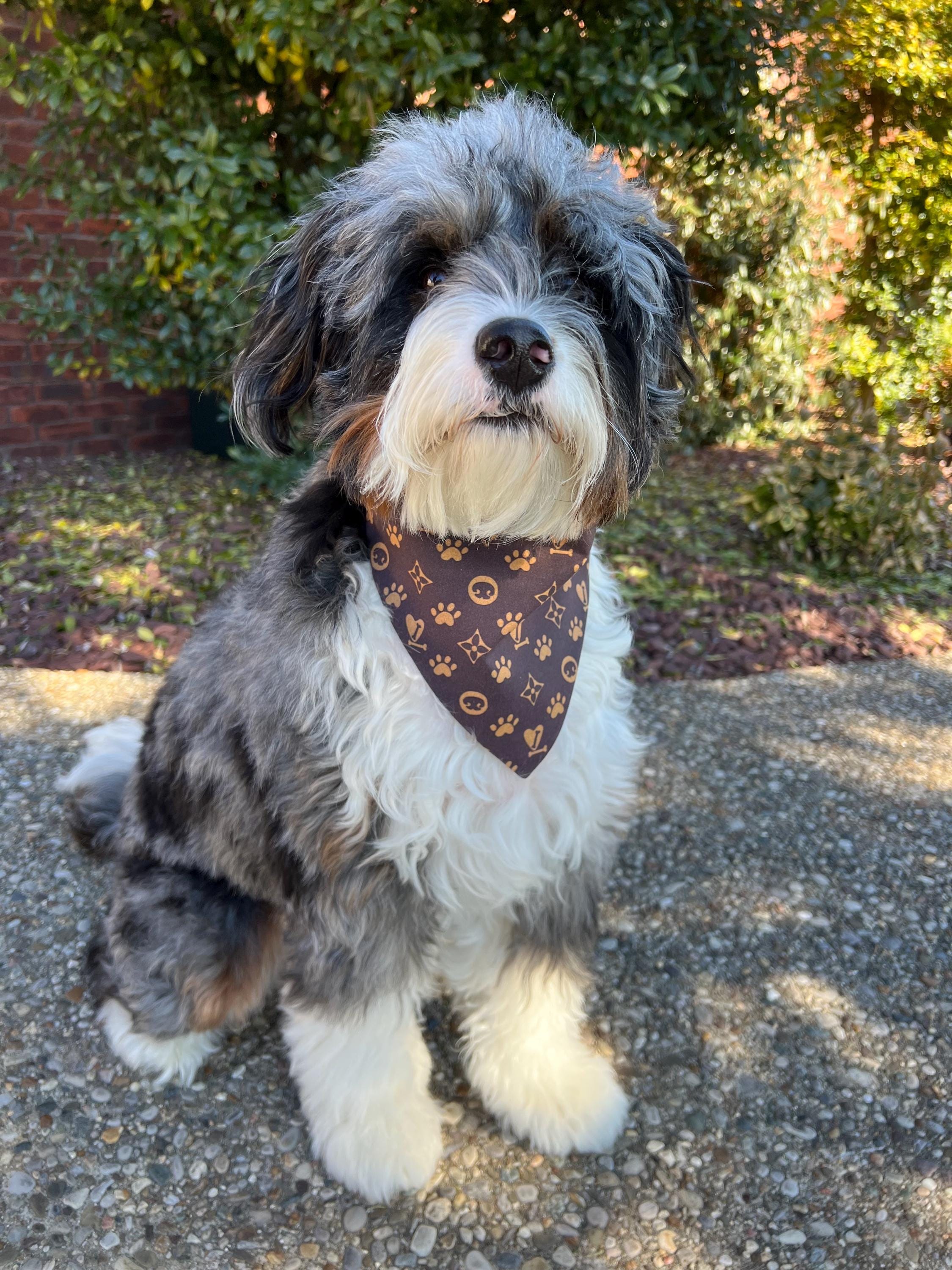 Luxe Couture Louis Dog Bandana: Over the Collar Scrunchie Bandana Brown and Tan (large print)