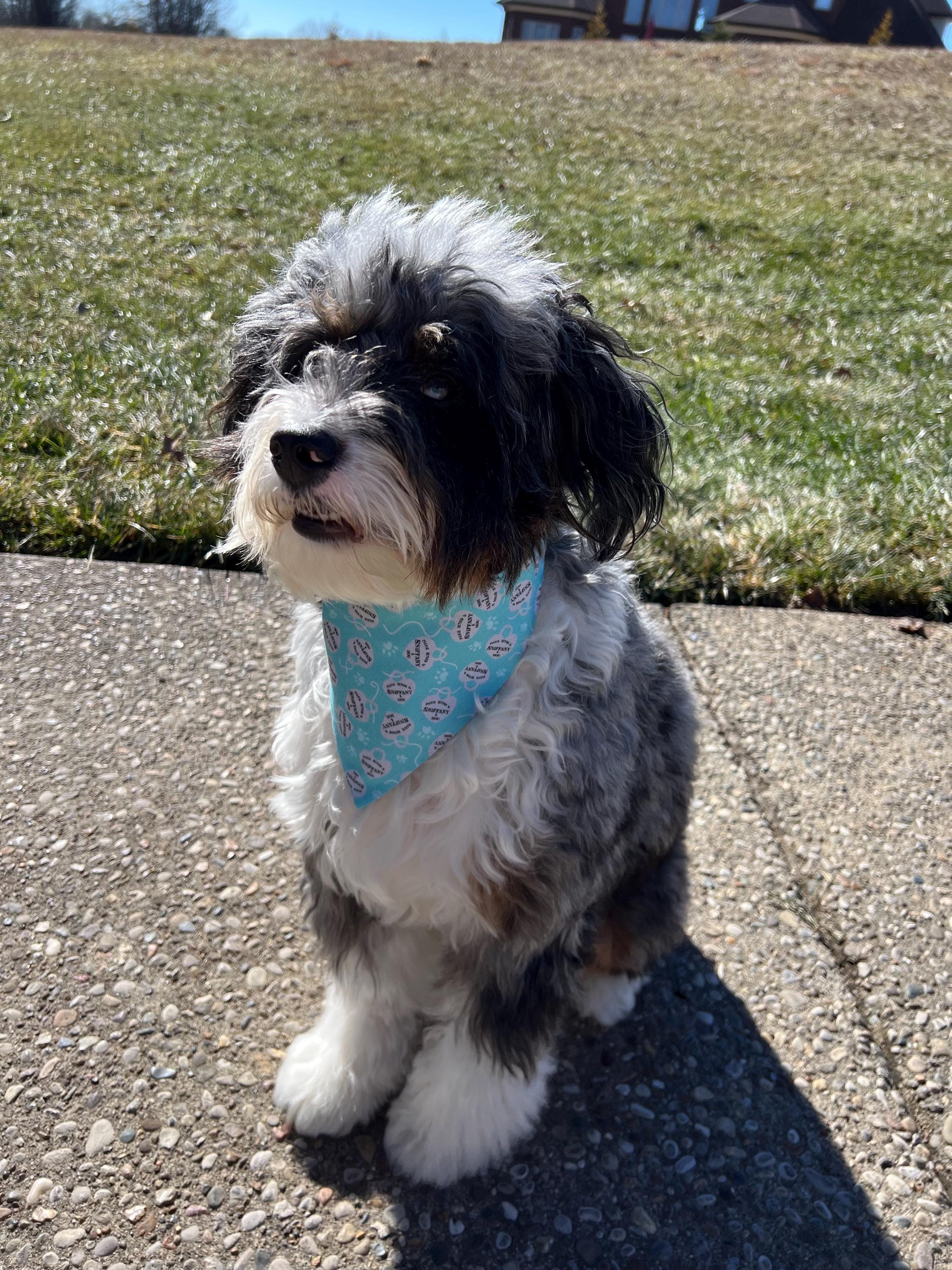 Luxe Couture Sniffany Dog Bandana: Over the Collar and Scrunchie Turquoise Heart Charm