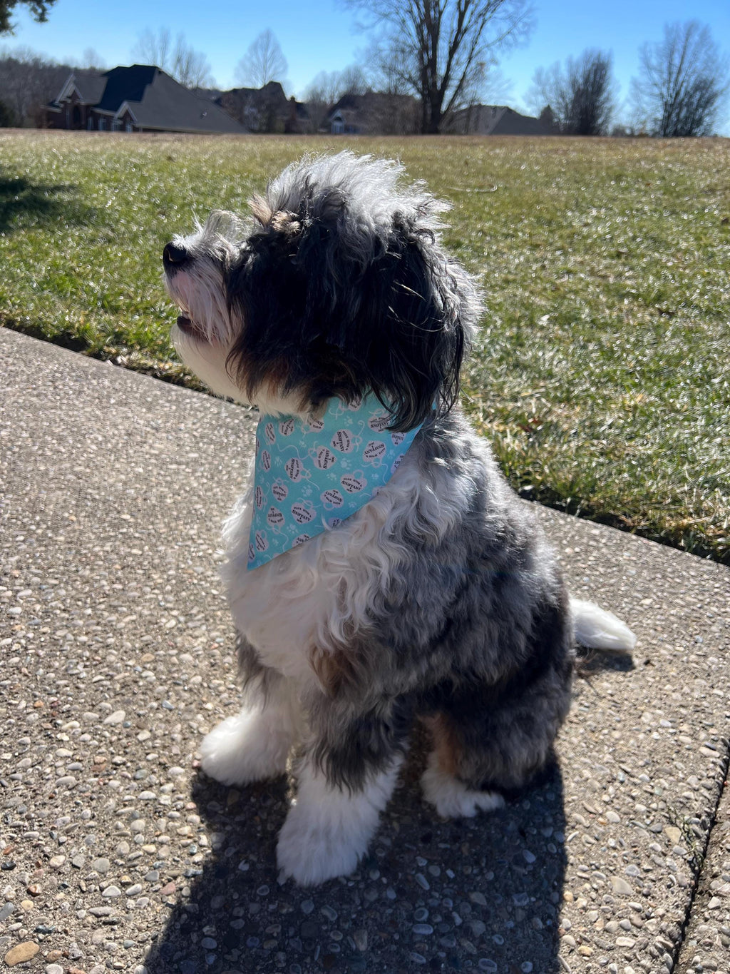 Luxe Couture Sniffany Dog Bandana: Over the Collar and Scrunchie Turquoise Heart Charm