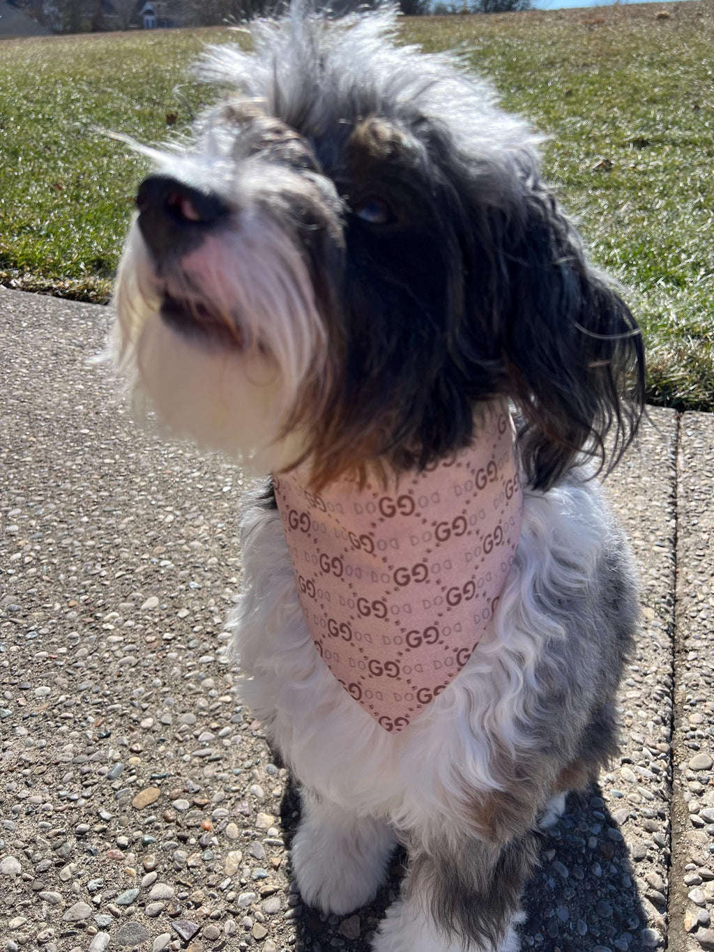 Luxe Couture GG Dog Bandana: Tan and Brown Over Collar or Scrunchie