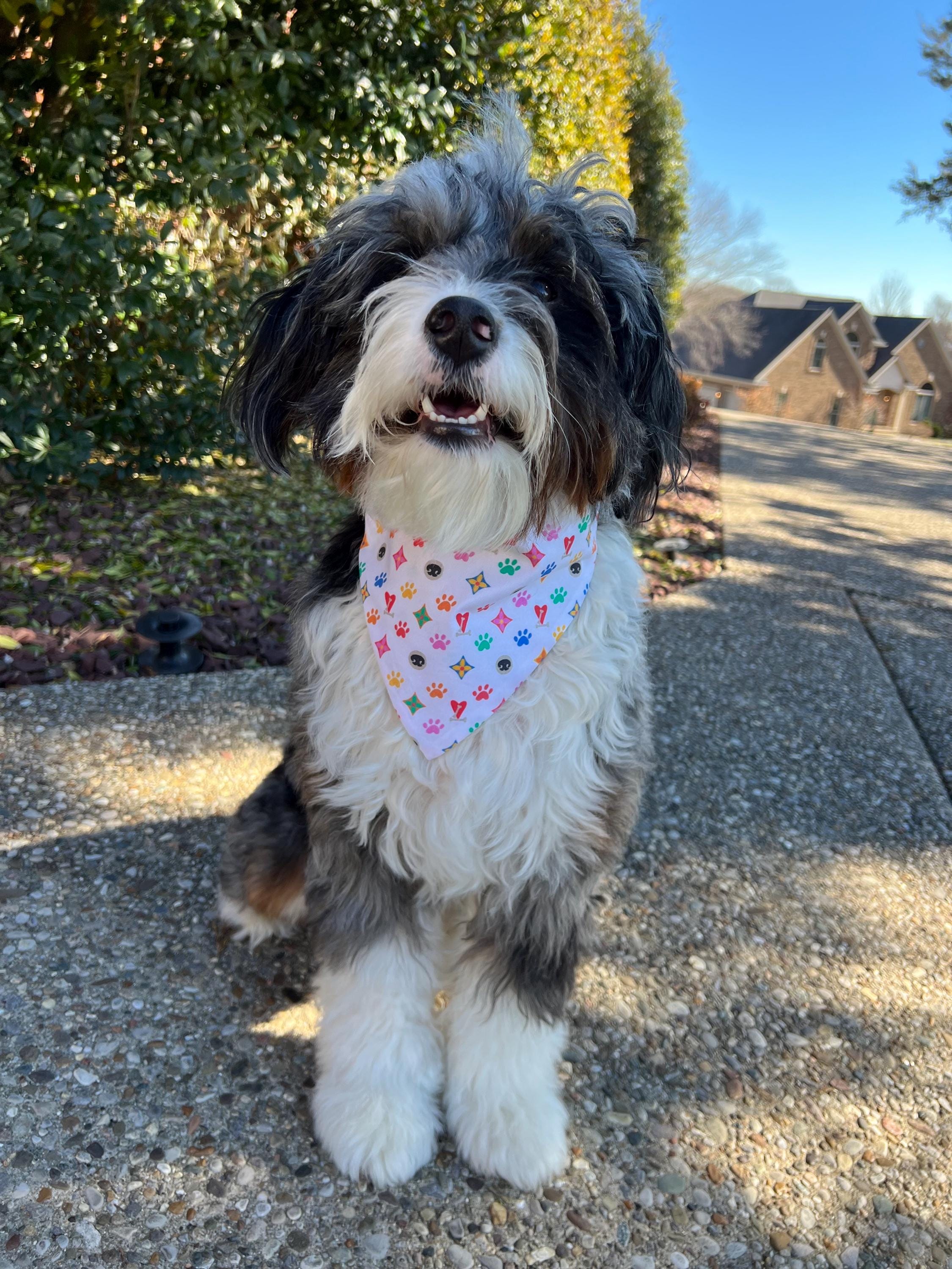 Luxe Couture Louis Dog Bandana:  Over the Collar and Scrunchie Multi Color Small Print White