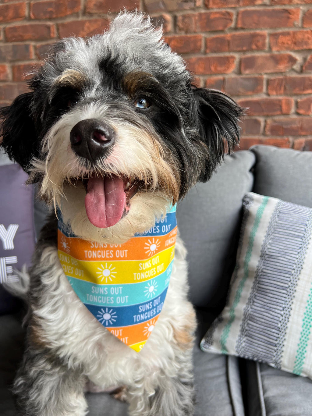 Suns Out Tongues Out Dog Bandana: Teal Orange Yellow Blue Over the Collar & Scrunchie