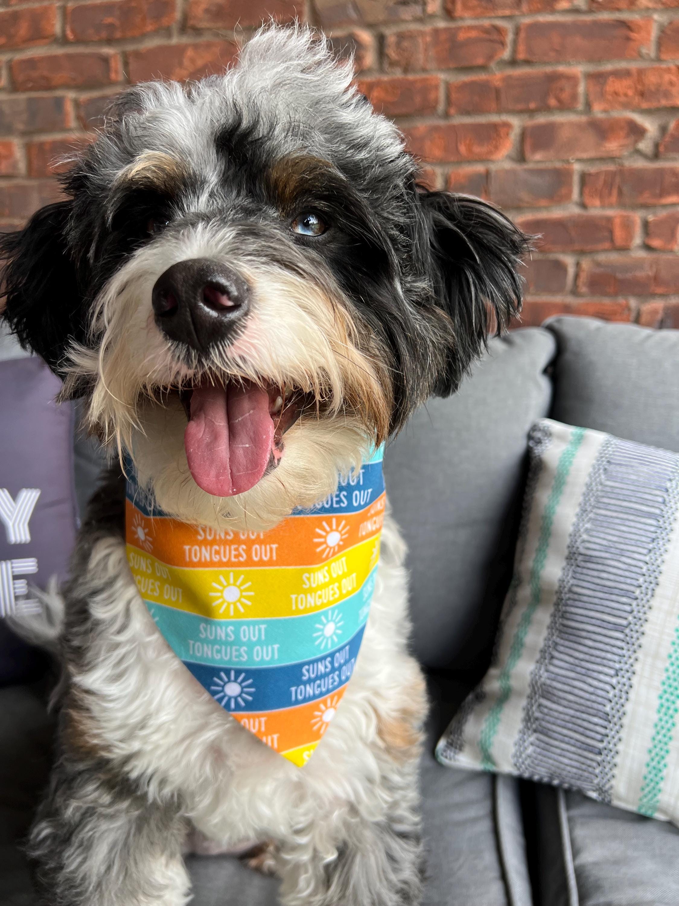 Suns Out Tongues Out Dog Bandana: Teal Orange Yellow Blue Over the Collar & Scrunchie