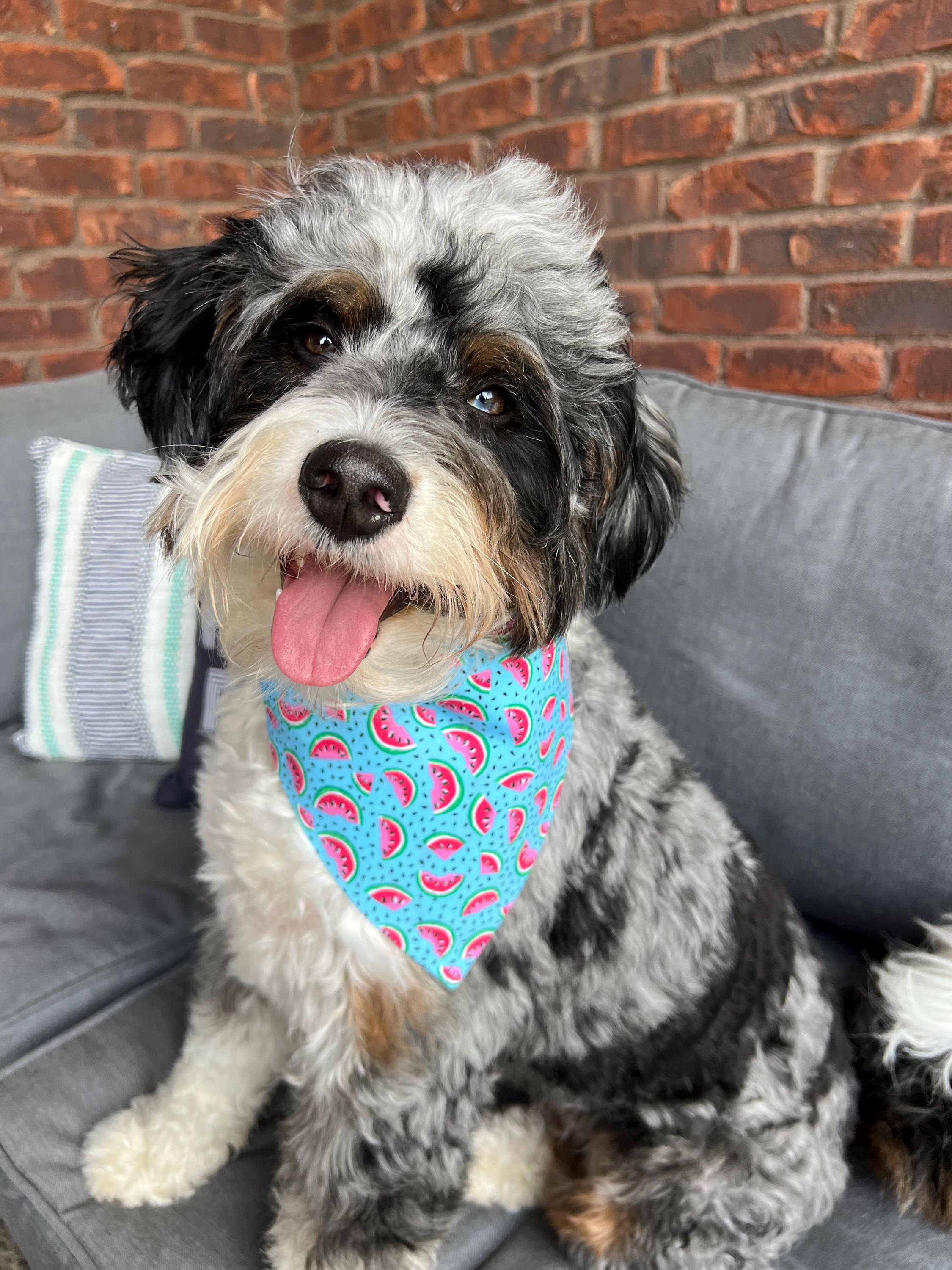 Watermelon Slices Summertime Turquoise Dog Bandana Over the Collar Scrunchie Fruity Summer Food