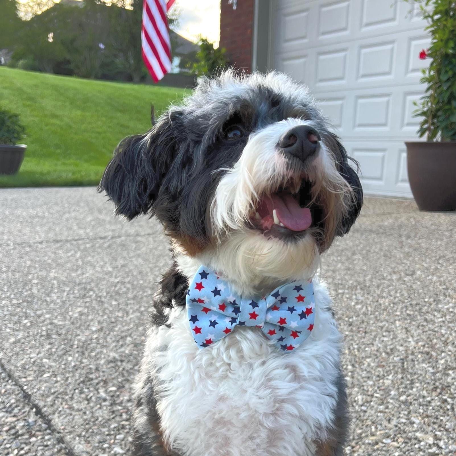 Patriotic Dog Bow Tie: Red White Blue Stars, Over the Collar