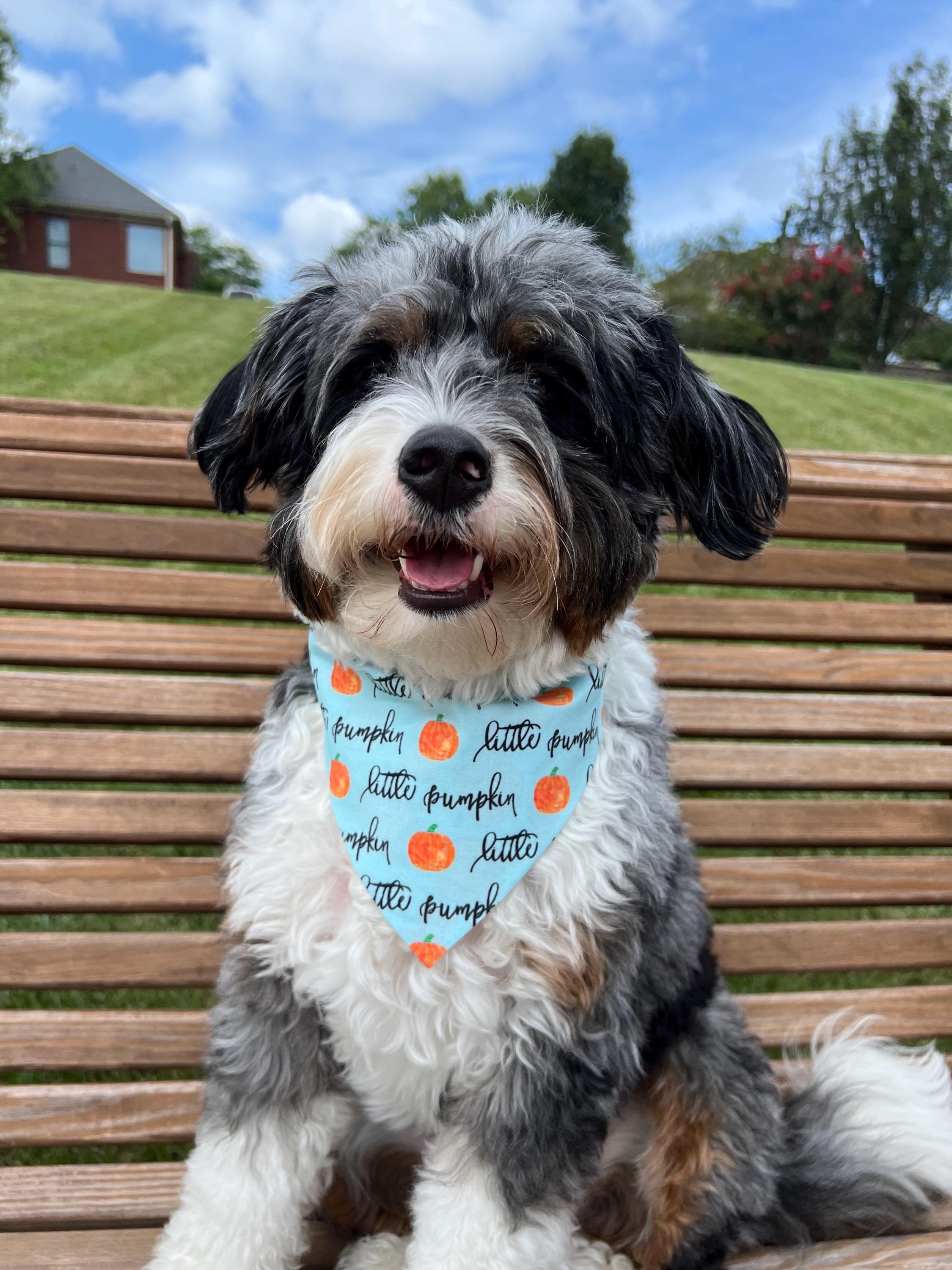 Pumpkin Dog Bandana: Reversible Scrunchie Little Pumpkin Teal Orange Fall Autumn