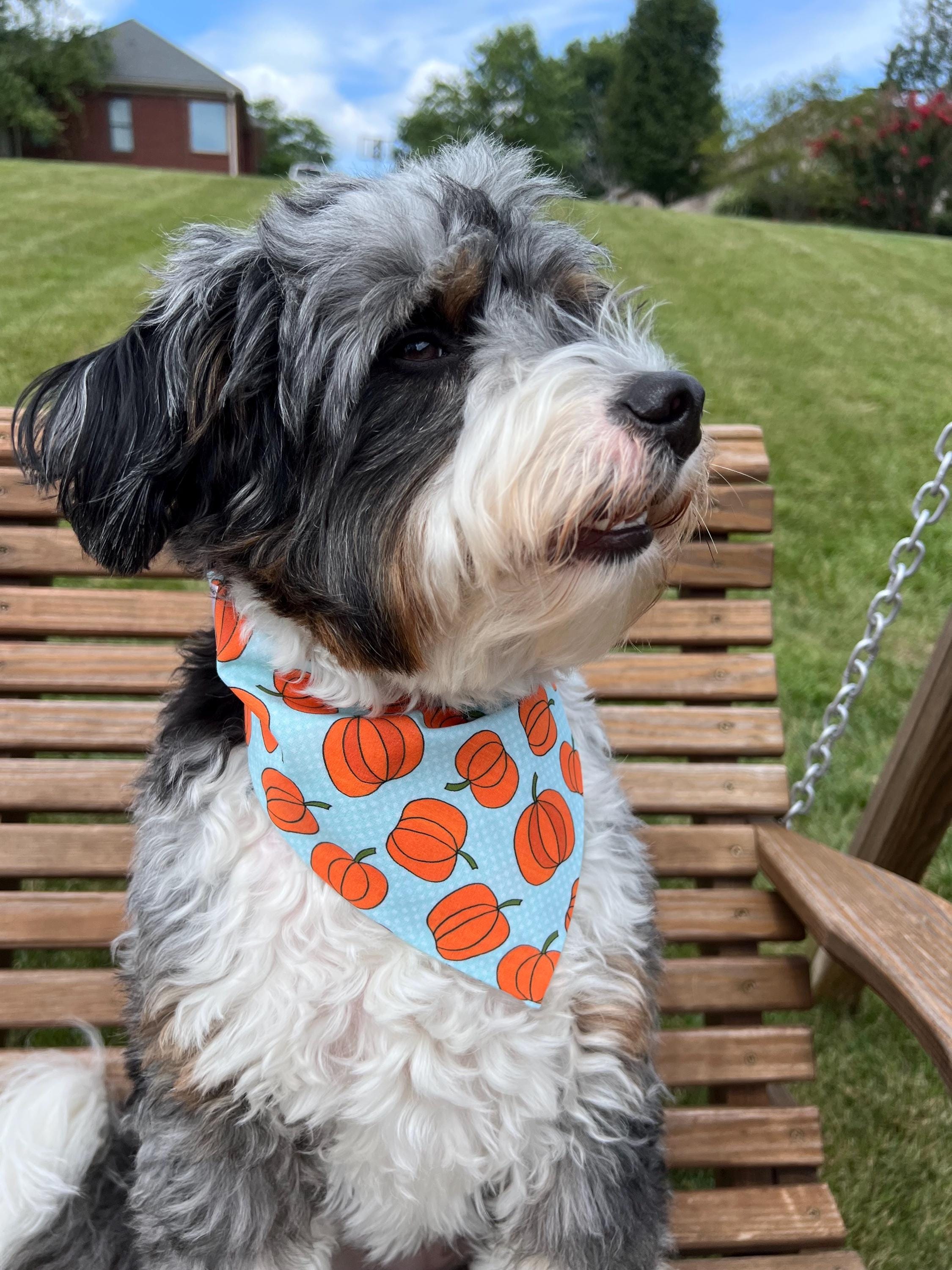 Pumpkin Dog Bandana: Reversible Scrunchie Little Pumpkin Teal Orange Fall Autumn
