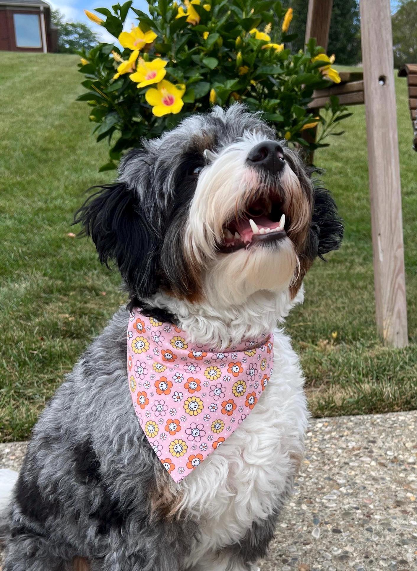 Fall Dog Bandana: Happy Fall Y'all Reversible Scrunchie with Pumpkins, Leaves & Flowers