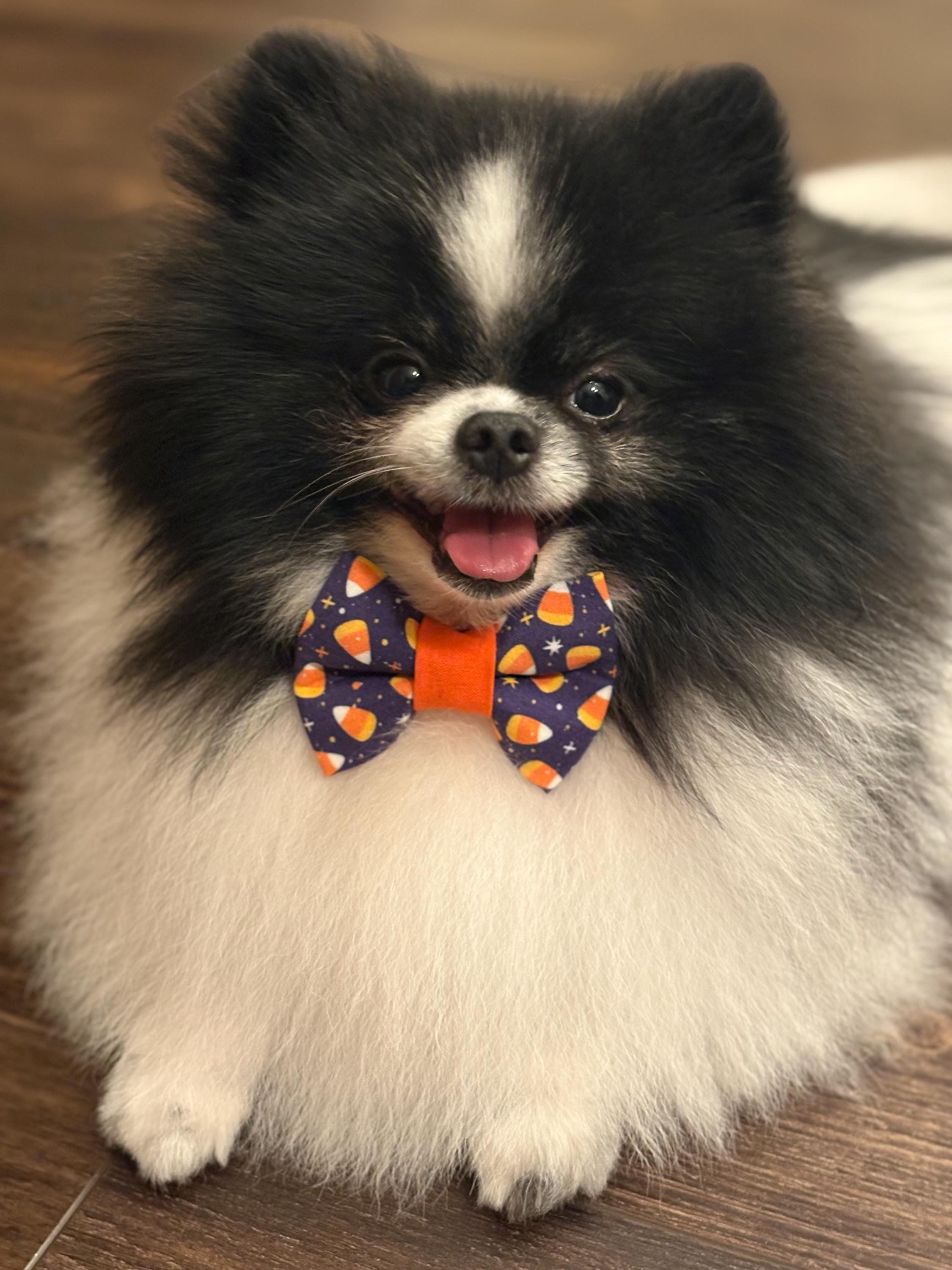 Halloween Candy Corn Dog Bow Tie: Purple & Orange Over-the-Collar