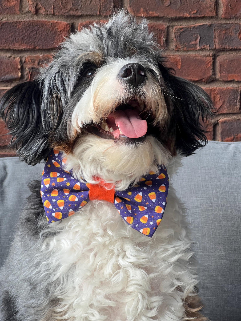 Halloween Candy Corn Dog Bow Tie: Purple & Orange Over-the-Collar