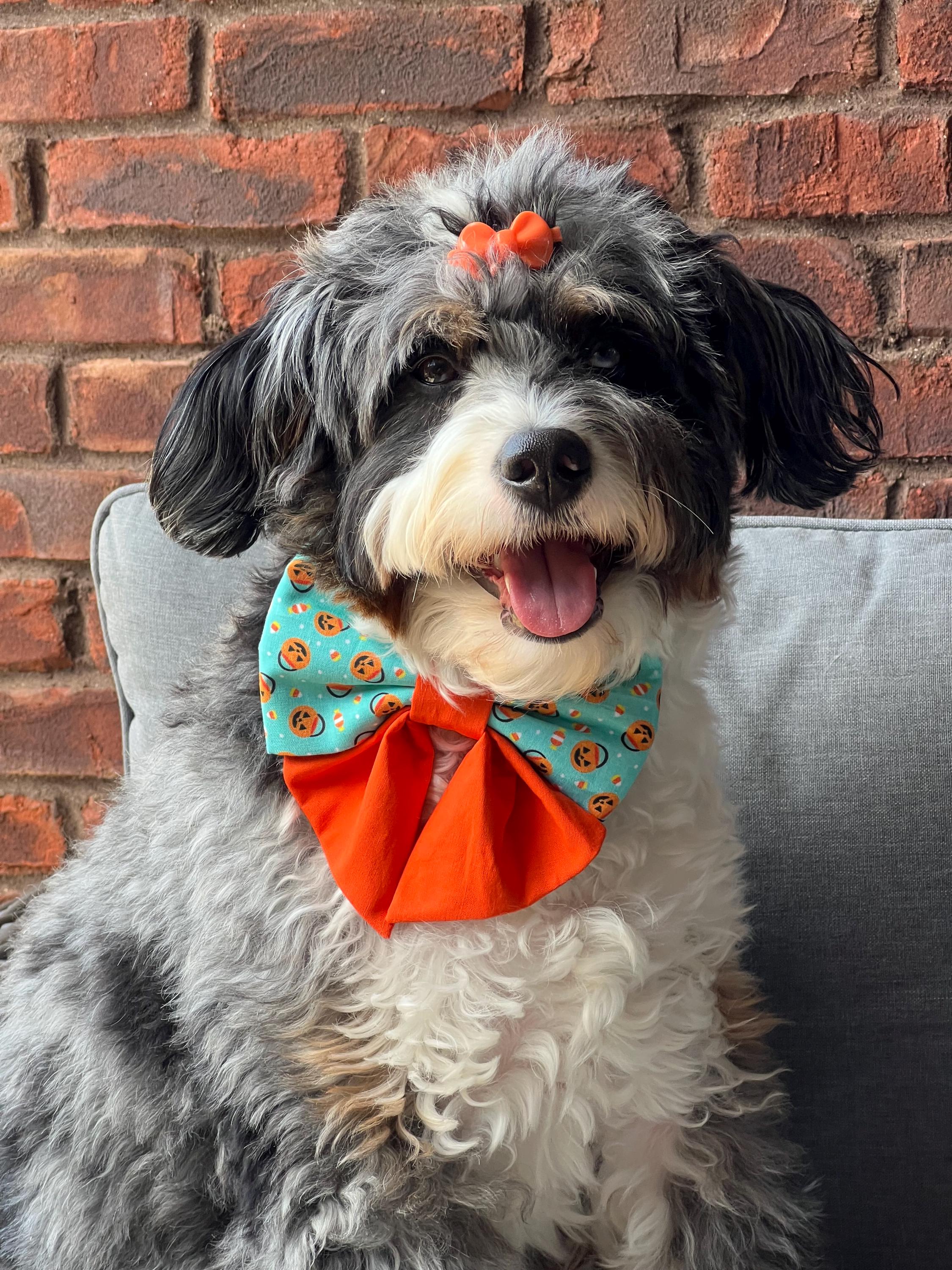 Halloween Dog Bow Tie: Pumpkin Pails Candy Corn - Over the Collar