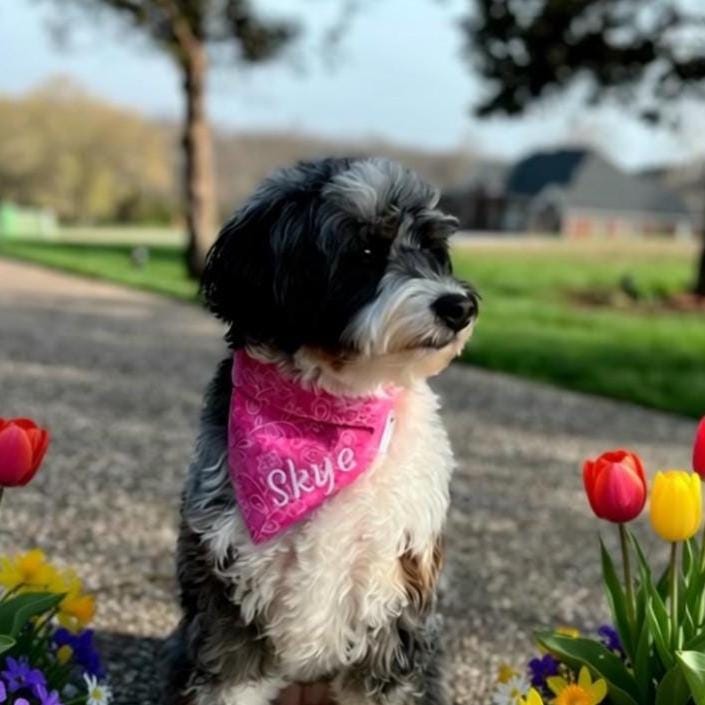 Personalized Pink Dog Bandana:  Embroidered Scrunchie with Butterfly Flower