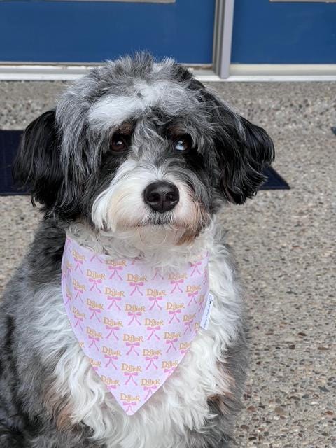 Luxe Couture Dogior Dog Bandana: Scrunchie Pink Ribbon Designer