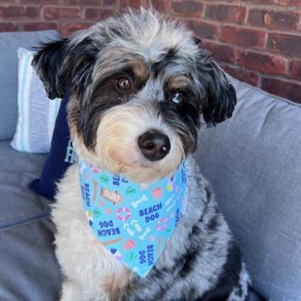 Beach Dog Bandana: Scrunchie, Summer Blue