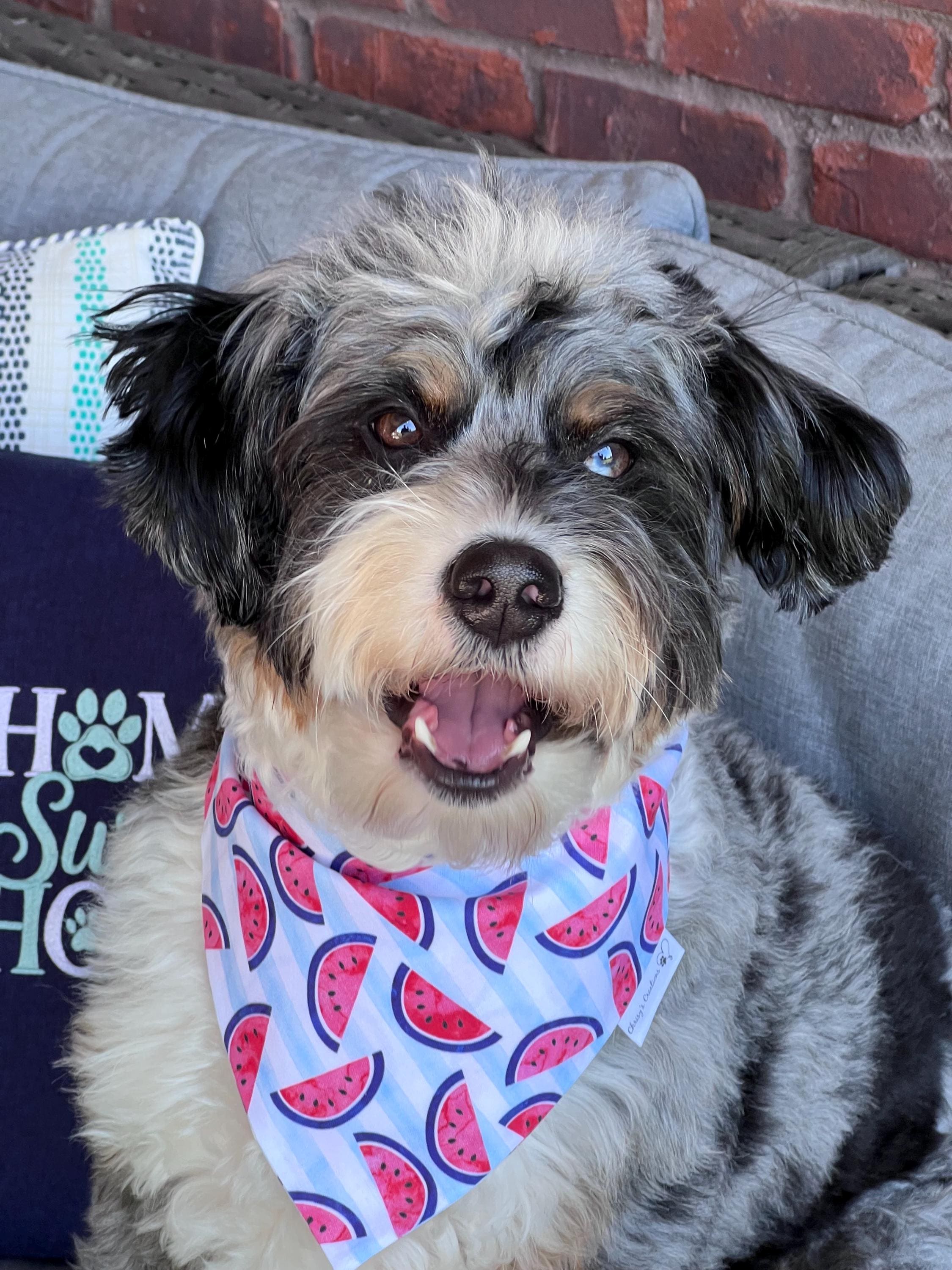 Patriotic Watermelon Scrunchie Dog Bandana: Red, White, Blue Summer Fruit